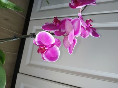 Ph Pretoria