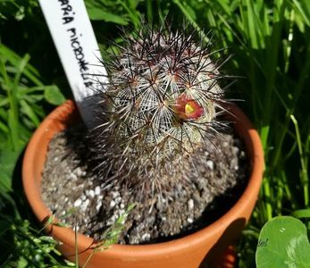 Mammilaria microhelia