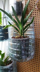 angraecum "Lady Lisa"x sesquipedale; Complicata planta. Un drum floricos draga mea.
