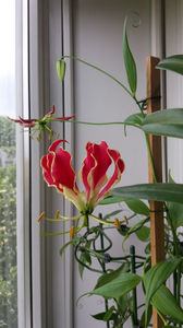 Gloriosa rotschildiana; A doua floare in curs...
