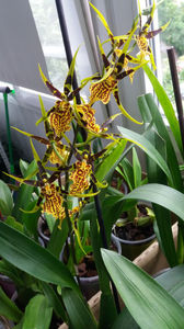 banfieldara "mystic maze"