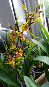 banfieldara "mystic maze"