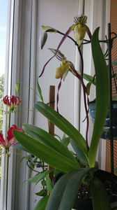 Paphiopedilum philippinense