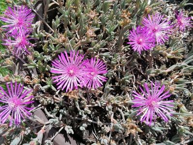 Delosperma cooperi