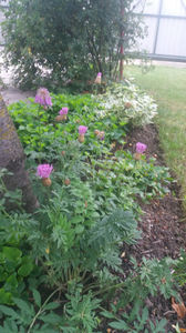 centaurea dealbata