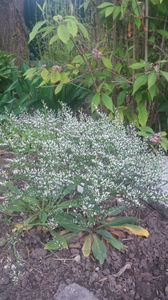 limonium tataricum(saraturica)