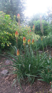 Kniphofia uvaria