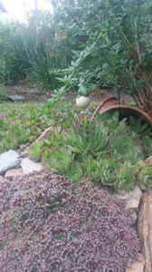 sempervivum mix