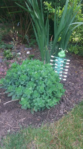 Sedum spectabile