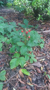 fragaria vesca