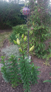 lilium orientale spp mix