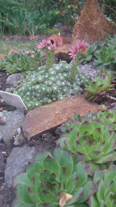 sempervivum mix