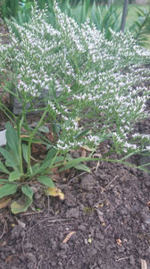 limonium tataricum(saraturica)