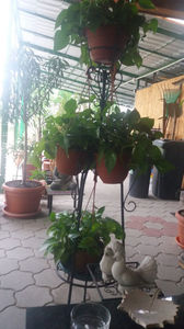 epipremnum aureum