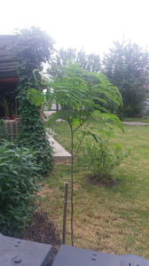 albizia julibrissin(pom de matase); in stanga sus: humulus lupulus-hamei
