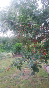 Prunus cerasus(visin)