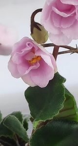 29 mai