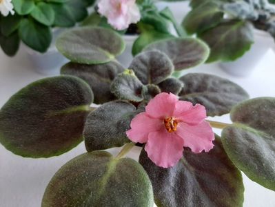 Le Persikovoe Sinjanie 15 planta matura