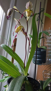 Paphiopedilum philippinense