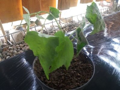abutilonul,noua achizitie