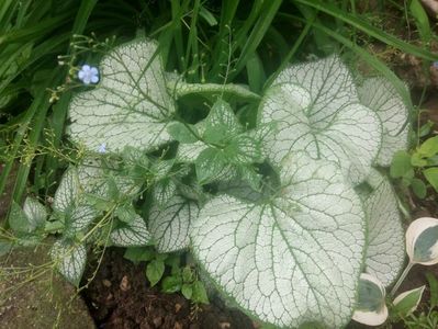 Brunnera