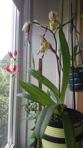 Paphiopedilum philippinense