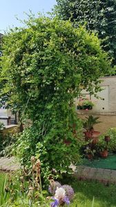 Lonicera-a inceput sa infloreasca; Este intarziata cam cu o saptamana fata de anul trecut.

