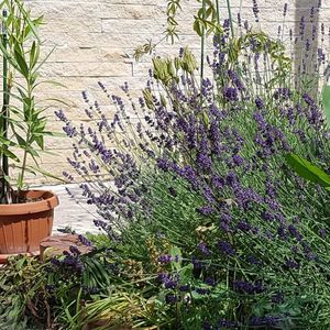 Lavanda