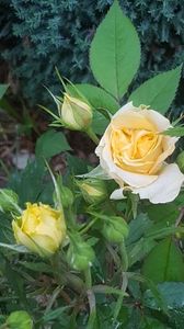 Miniroza plantata in gradina-foarte rezistenta