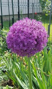 Allium giganteum inflorit maxim; Floarea are cam 20cm diametru.
