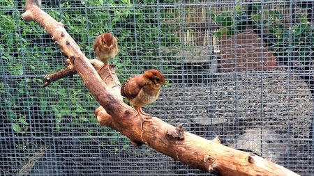 tragopan