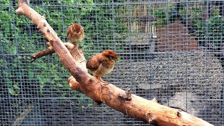 tragopan