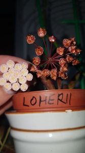 Cv Rebecca & Loherii