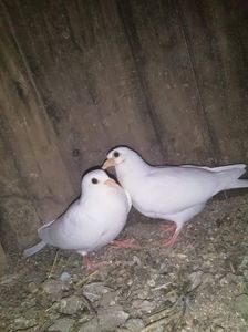 received_2301192633515247