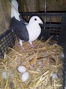 received_627446831430111