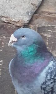 M 2013 vîndut