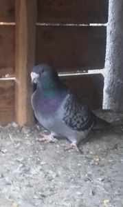 Acelasi