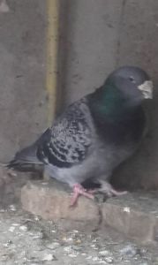 Acelasi