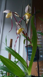 Paphiopedilum philippinense