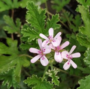 Fragrant frost