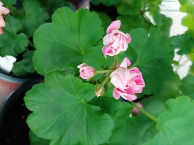 Australian pink rosebid