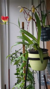 Paphiopedilum philippinense