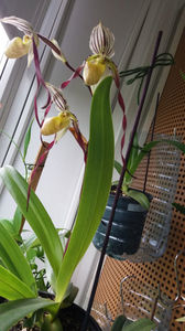 Paphiopedilum philippinense