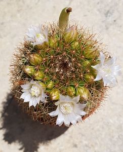 M. spinosissima cu flori albe