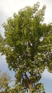 Arborele paltin inflorit