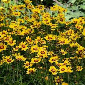 coreopsis grandiflora Sunkiss