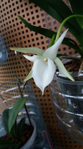 angraecum "Lady Lisa"x sesquipedale