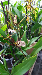bratonia "shelob tolkien pink"