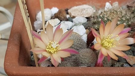 Rebutia heliosa