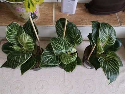 Philodendron Birkin 100 lei